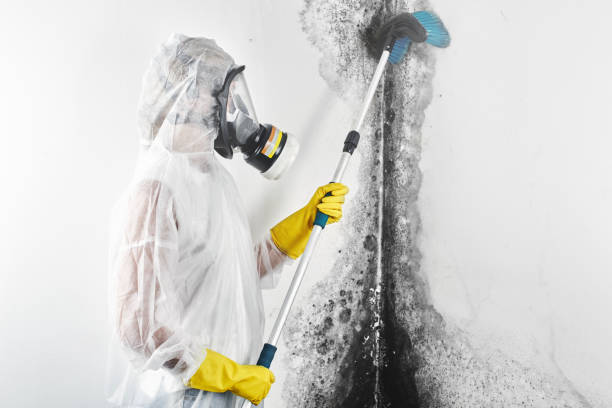 Best Mold Damage Restoration  in Lovejoy, GA